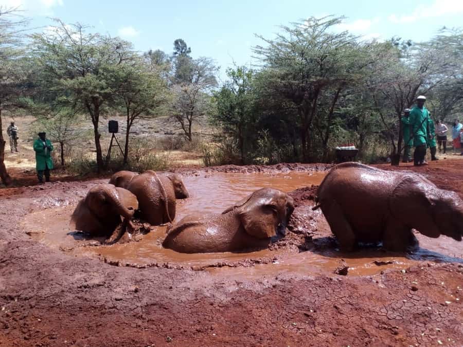 Nairobi: Private Elephant Orphanage Tour - Practical preparation for the morning