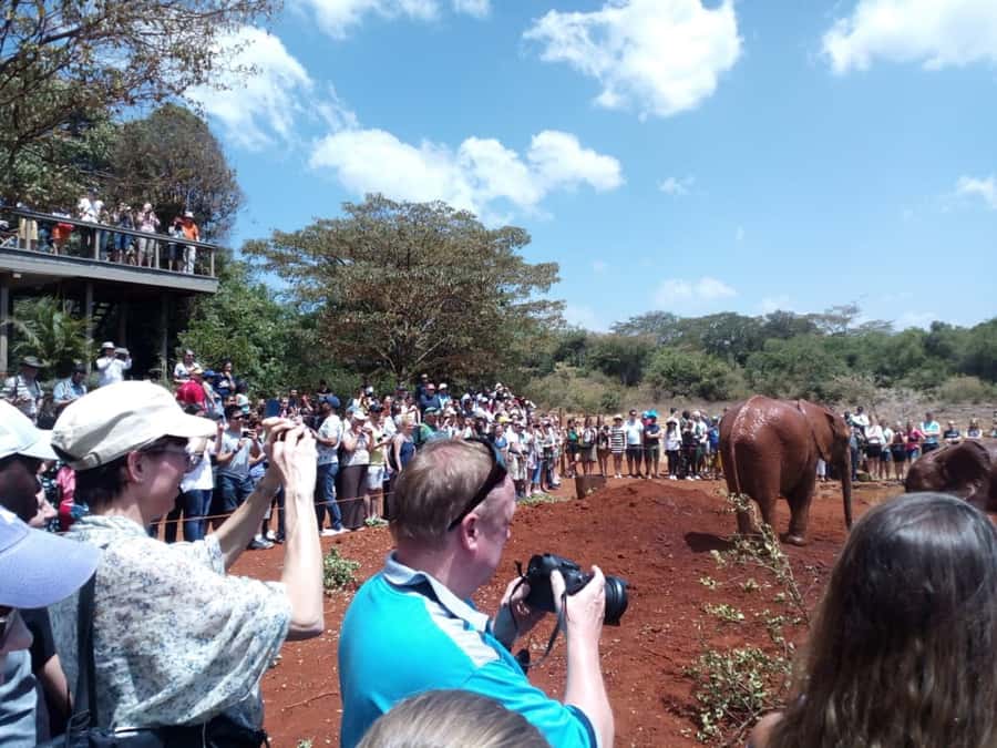 Nairobi: Private Elephant Orphanage Tour - What the Sheldrick Wildlife Trust adds to the visit