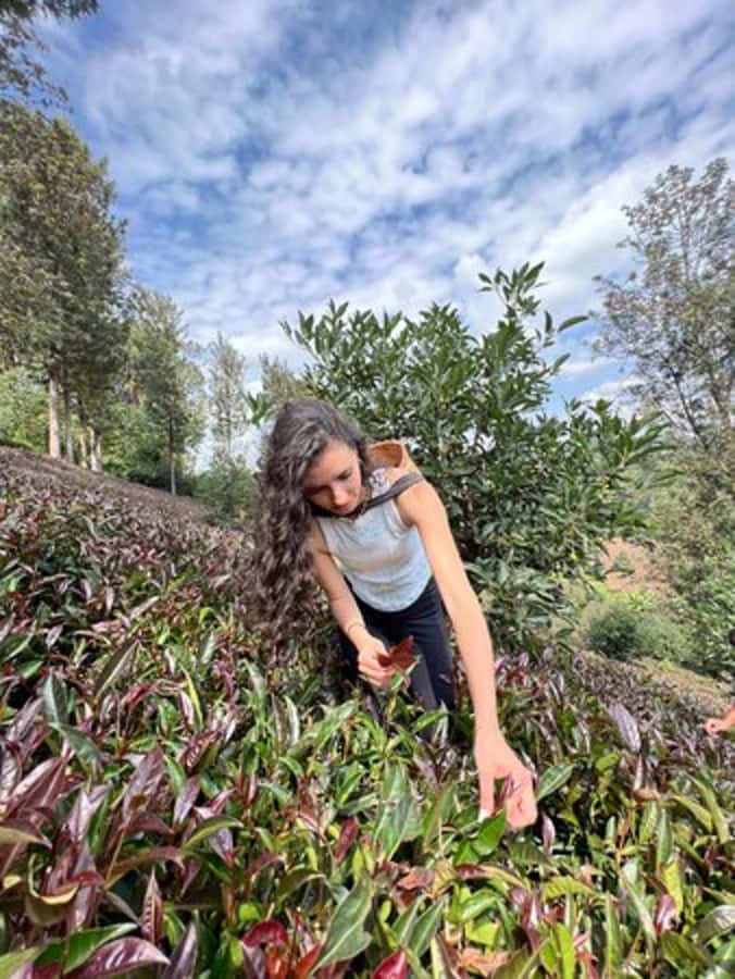 Nairobi: Purple Tea Farm Gatura Greens Day Trip - Picking Leaves in the Tea Fields
