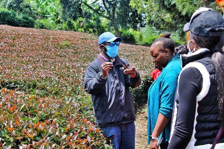 Nairobi: Purple Tea Farm Gatura Greens Day Trip - Who Will Enjoy This Experience Most