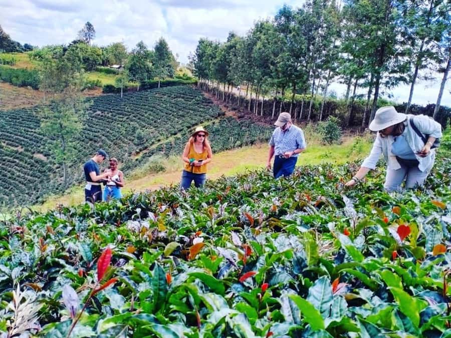 Nairobi: Purple Tea Farm Gatura Greens Day Trip - Tea Tasting Comes Before the Field Work