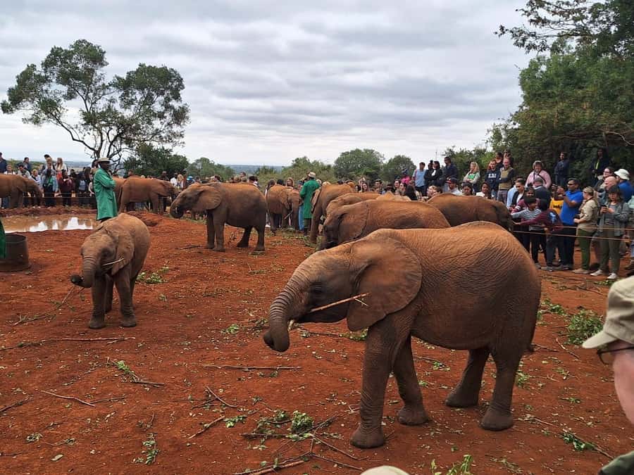 Nairobi’s Best:Elephants,Giraffes Center & Karen Blixen Tour - The morning starts with a Nairobi hotel pickup