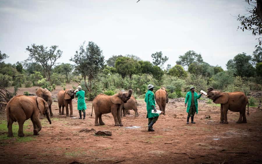 Nairobi’s Best:Elephants,Giraffes Center & Karen Blixen Tour - Extra entry fees change the real price