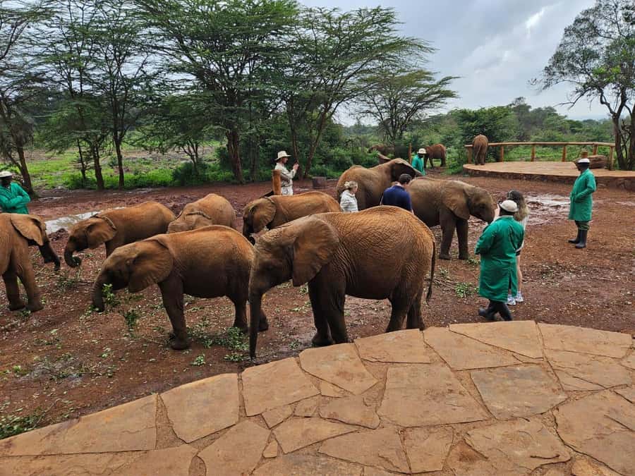 Nairobi’s Best:Elephants,Giraffes Center & Karen Blixen Tour - The private format has real advantages