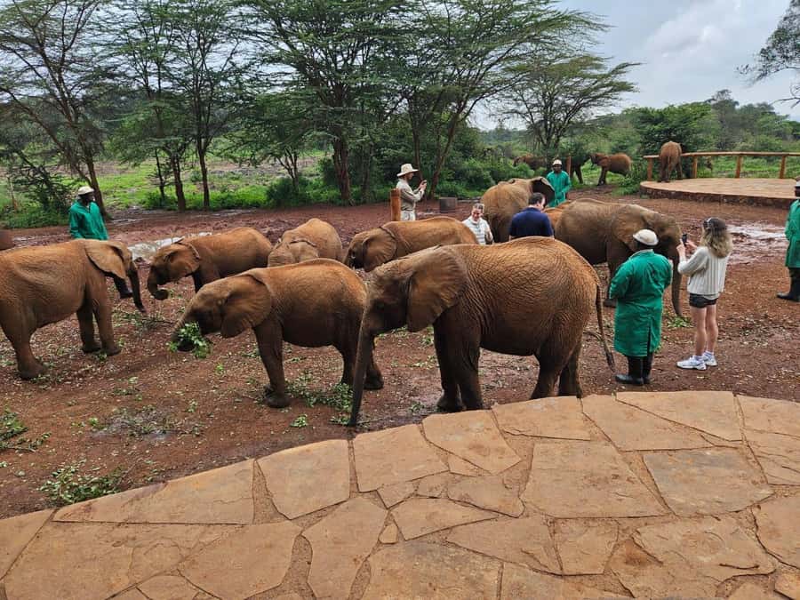 Nairobi’s Best:Elephants,Giraffes Center & Karen Blixen Tour - Who will get the most from this tour?