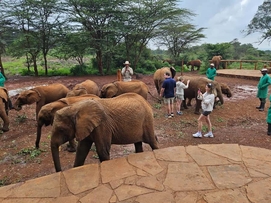 Nairobi’s Best:Elephants,Giraffes Center & Karen Blixen Tour - Booking advice for a smoother morning