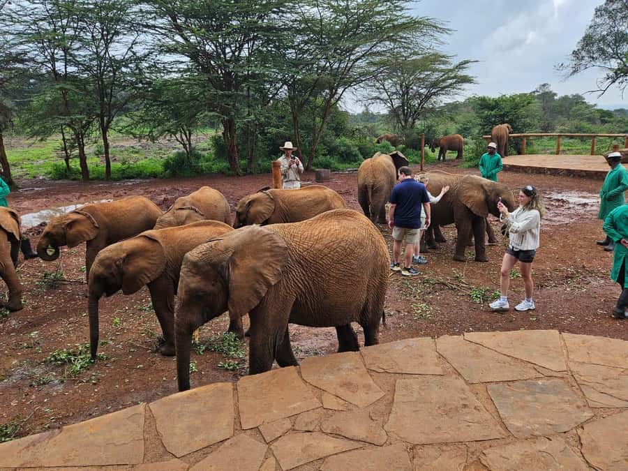 Nairobi’s Best:Elephants,Giraffes Center & Karen Blixen Tour - The David Sheldrick Wildlife Trust is the main event