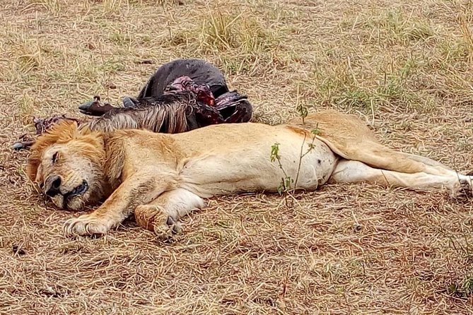 Nairobi safari walk half day tour - What the Nairobi Safari Walk actually offers
