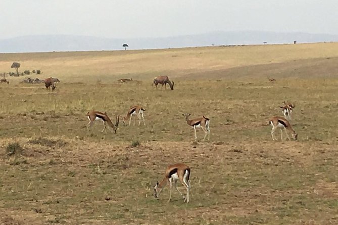 Nairobi safari walk half day tour - The guide can make or break the visit