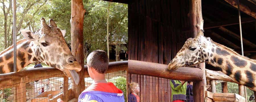 Nairobi: Sheldrick Elephant Orphanage and Giraffe Center - Why this Nairobi combination works