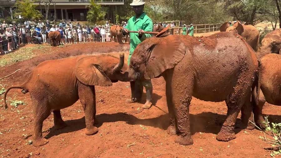 Nairobi: Sheldrick Elephant Orphanage and Giraffe Center - Feeding Rothschild giraffes at the Giraffe Centre