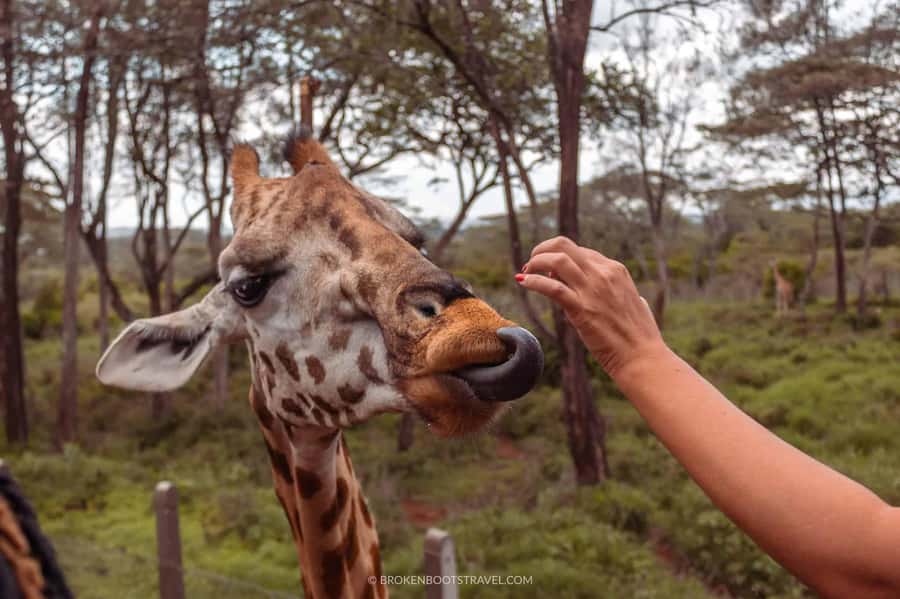 Nairobi: Sheldrick Elephant Orphanage and Giraffe Center - Who will enjoy this most?