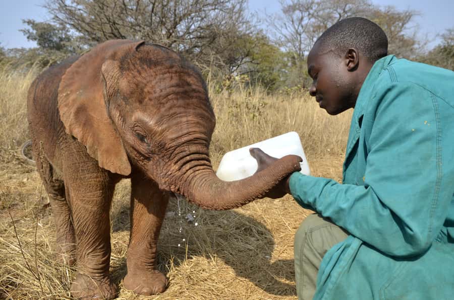Nairobi: Sheldrick Elephant Orphanage and Giraffe Center - Starting at the David Sheldrick Elephant Orphanage