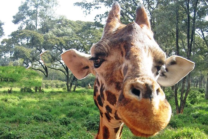 Nairobi Stopover & Layover Tour – Private, Fast & Flexible! - Nairobi views and the value of local explanation