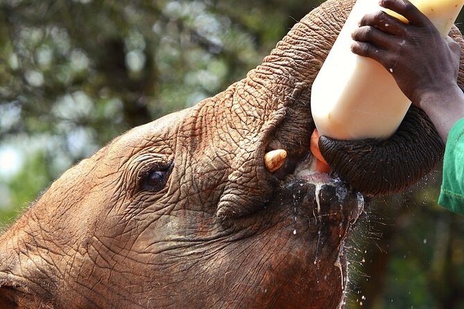 Nairobi Stopover & Layover Tour – Private, Fast & Flexible! - Meeting your guide at Jomo Kenyatta Airport