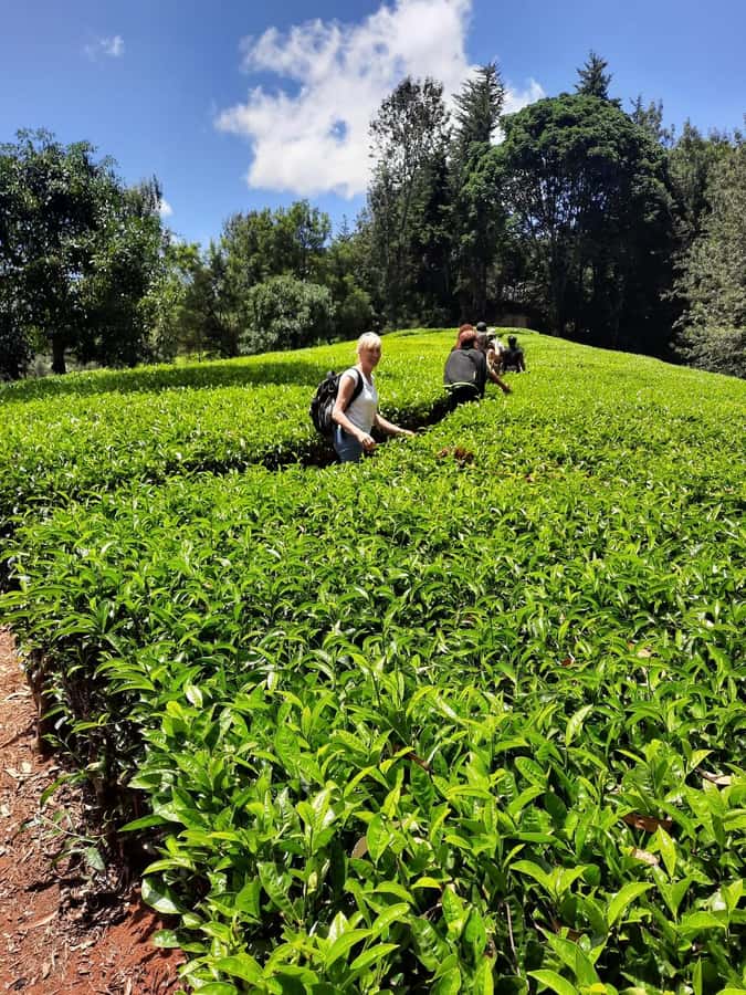 Nairobi: Tea Farm Day Trip with Lunch at kiambethu - Key points to know before you go