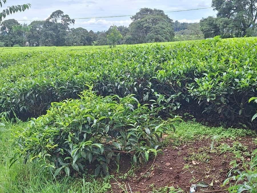 Nairobi: Tea Farm Day Trip with Lunch at kiambethu - Why Kiambethu makes a good Nairobi day trip