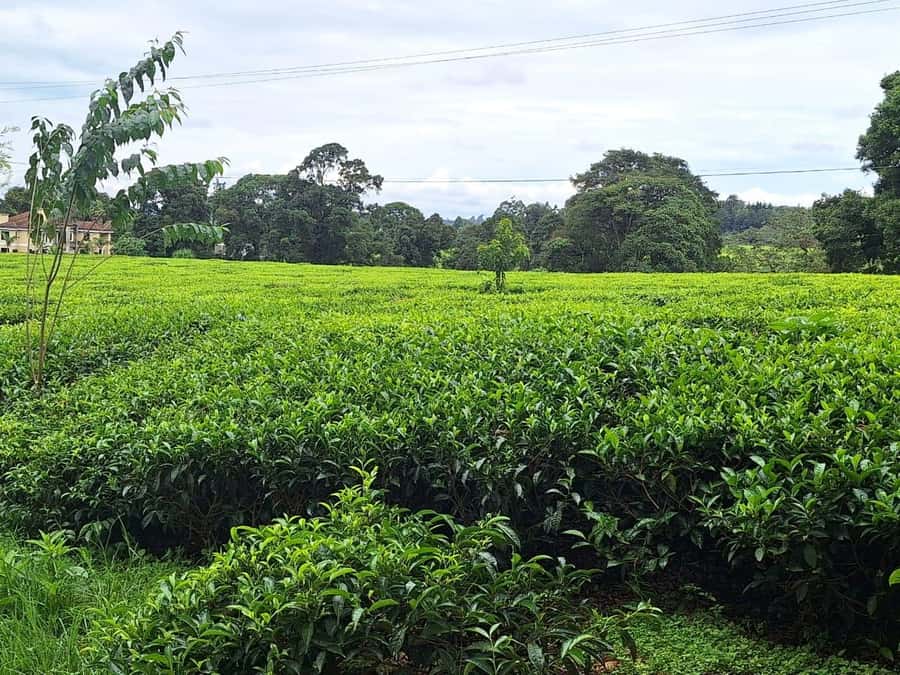Nairobi: Tea Farm Day Trip with Lunch at kiambethu - Walking among the tea plants