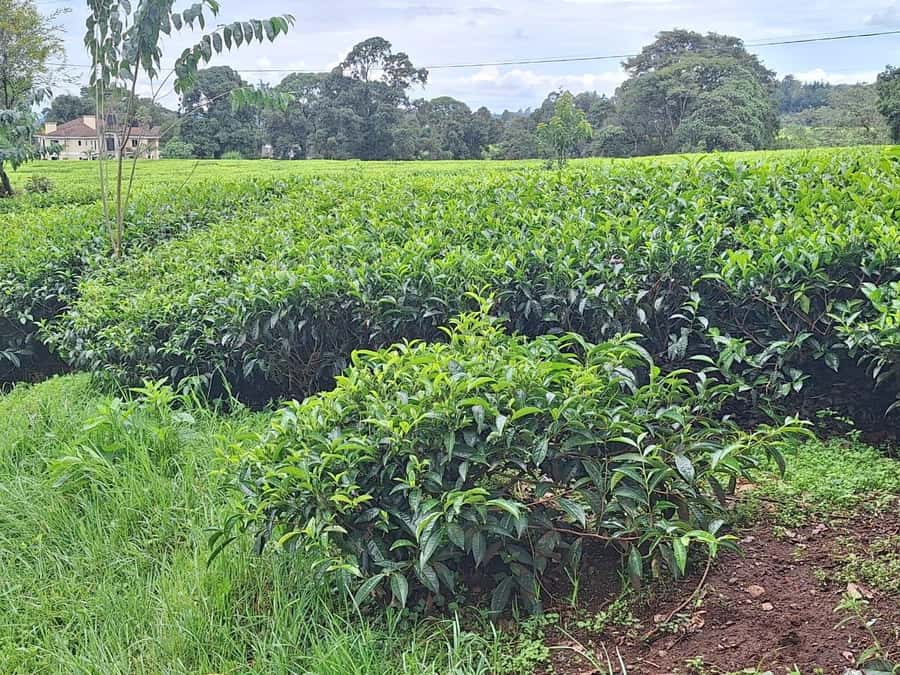 Nairobi: Tea Farm Day Trip with Lunch at kiambethu - Making orthodox tea by hand
