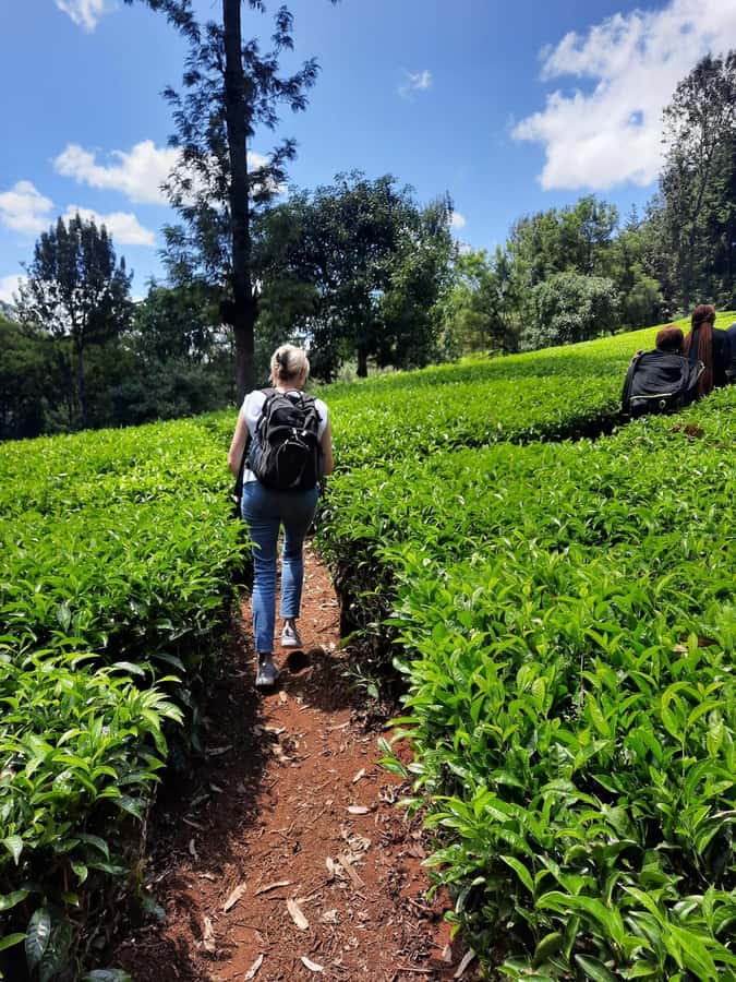Nairobi: Tea Farm Day Trip with Lunch at kiambethu - The price problem and what you actually receive