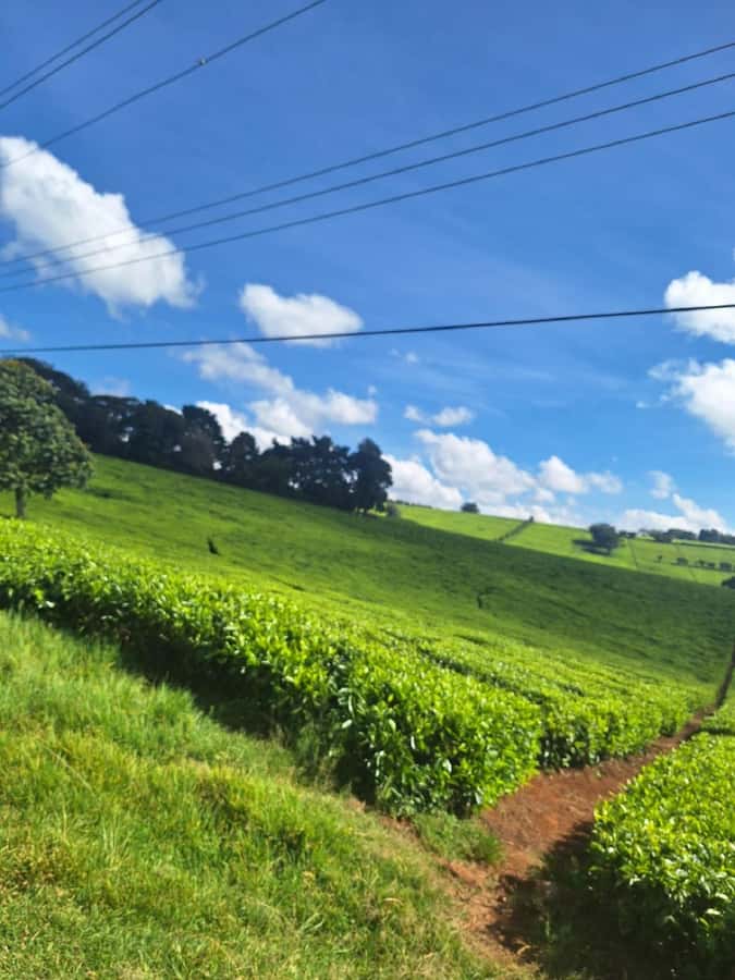 Nairobi: Tea Farm Day Trip with Lunch at kiambethu - Getting from Nairobi to the tea farm
