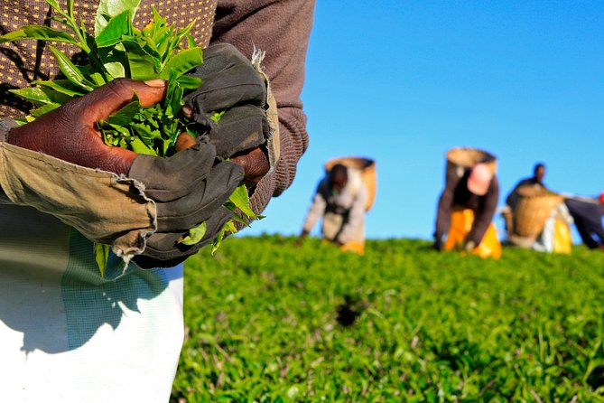 Nairobi to Kiambethu Tea Farm Tour - Key points at a glance
