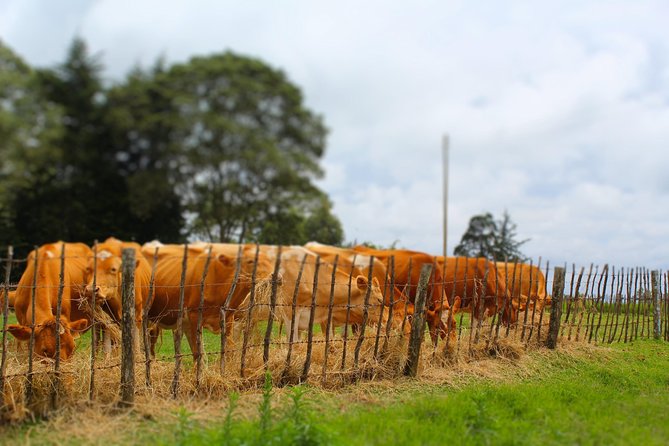 Nairobi to Kiambethu Tea Farm Tour - The verandah, Ngong Hills, and a three-course lunch
