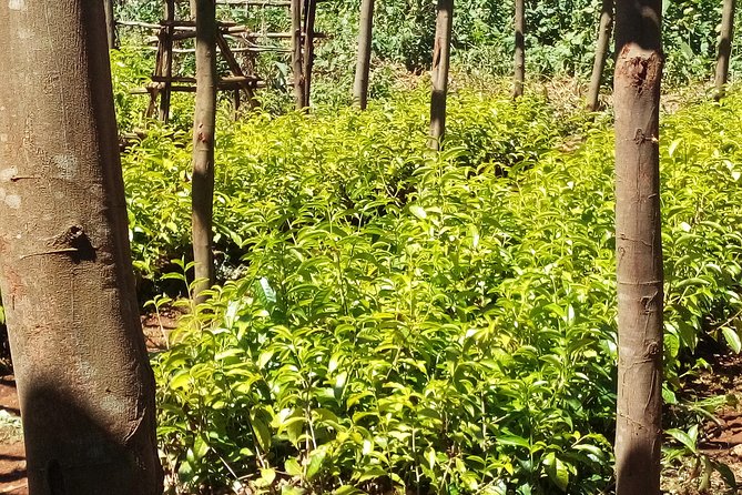 Nairobi to Kiambethu Tea Farm Tour - A personal feel from Fiona, Obed, Dennis, and Sarah