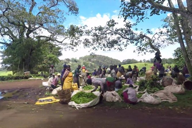 Nairobi to Kiambethu Tea Farm Tour - Practical details before you reserve