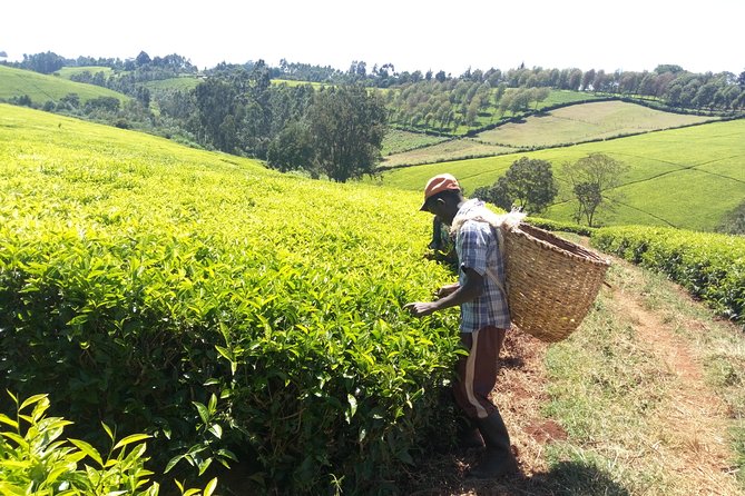 Nairobi to Kiambethu Tea Farm Tour - Is Kiambethu Tea Farm worth $108?