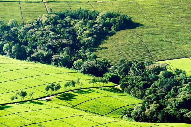 Nairobi to Kiambethu Tea Farm Tour - Walking through tea fields and indigenous forest