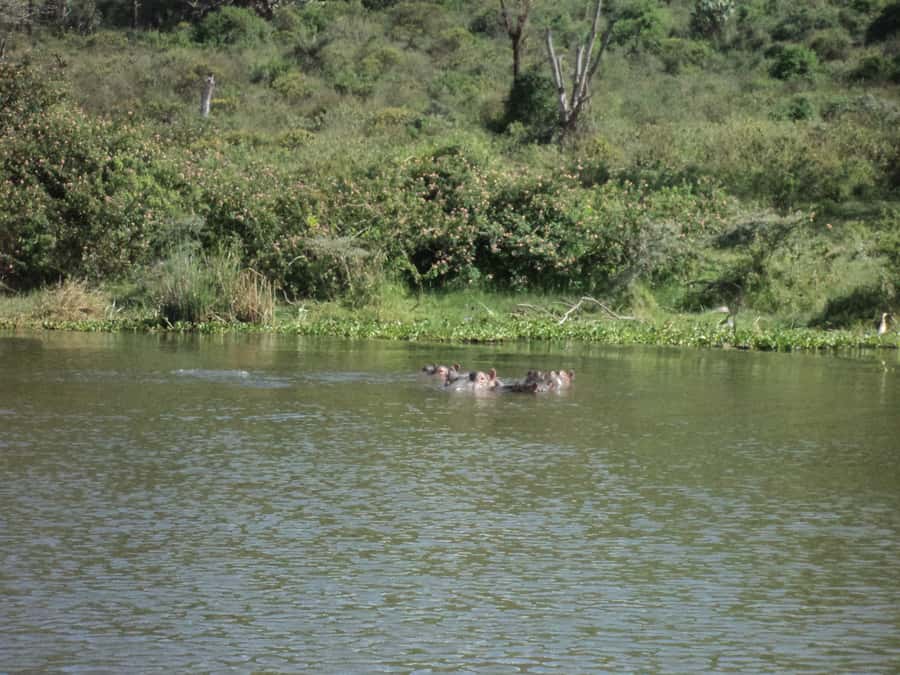 Nairobi to Lake Naivasha Day Tour with Crescent Island - The 40-minute documentary and museum