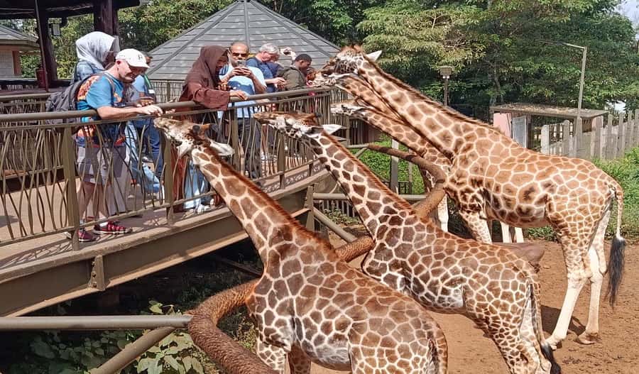 Nairobi Walking Tour, GiraffeCentre & Souvenir Shopping Tour - Walking central Nairobi with Alex