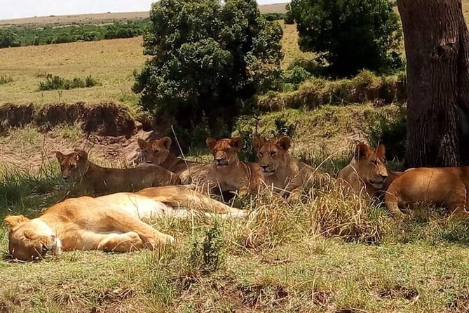 National Park Half-Day Group Tour in Nairobi with Pickup - The guide makes the difference