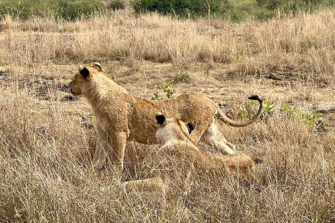 National Park Half-Day Group Tour in Nairobi with Pickup - Water, fruit, and what to bring