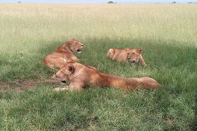 National Park Half-Day Group Tour in Nairobi with Pickup - Who should book this half-day safari
