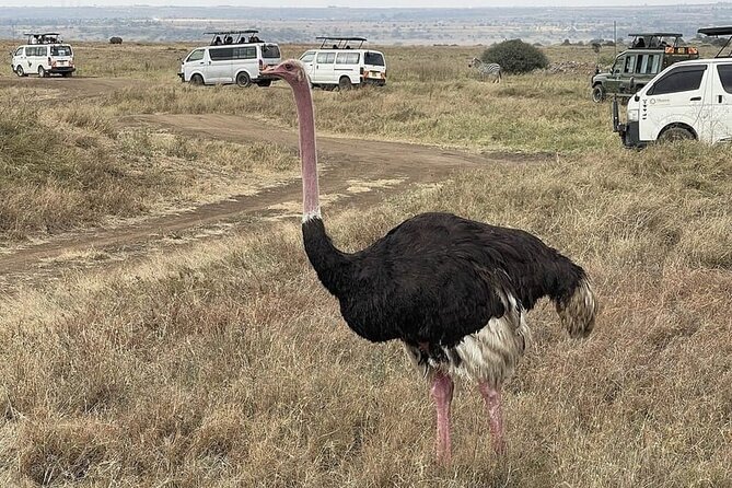 National Park Half-Day Group Tour in Nairobi with Pickup - Pickup, Archives Tower, and the five-hour rhythm