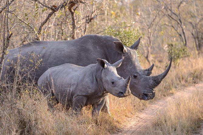 Ol Pejeta Conservancy and Chimpanzee Sanctuary Full-Day Tour from Nairobi - Leaving Nairobi at 6 a.m. for the long road north