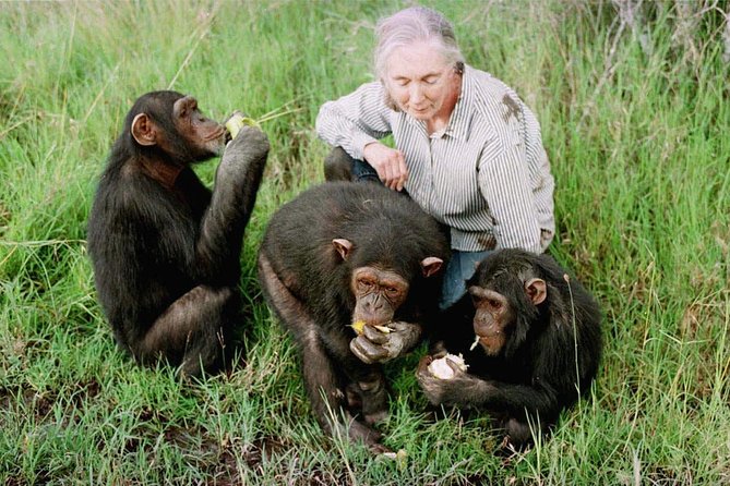 Ol Pejeta Conservancy and Chimpanzee Sanctuary Full-Day Tour from Nairobi - Sweetwaters Chimpanzee Sanctuary and its rescued residents