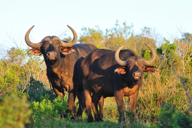 Ol Pejeta Conservancy and Chimpanzee Sanctuary Full-Day Tour from Nairobi - What the $395 price really includes