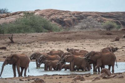 Ol Pejeta Conservancy and Chimpanzee Sanctuary Full-Day Tour from Nairobi