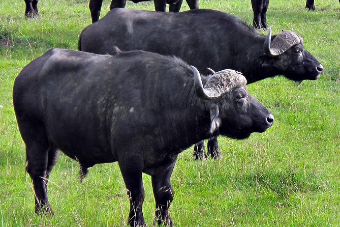 Ol Pejeta Conservancy and Chimpanzee Sanctuary Full-Day Tour from Nairobi - The return to Nairobi and the real length of the day