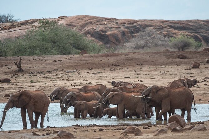 Ol Pejeta Conservancy and Chimpanzee Sanctuary Full-Day Tour from Nairobi - A manyatta visit and a look at Kenyan traditions