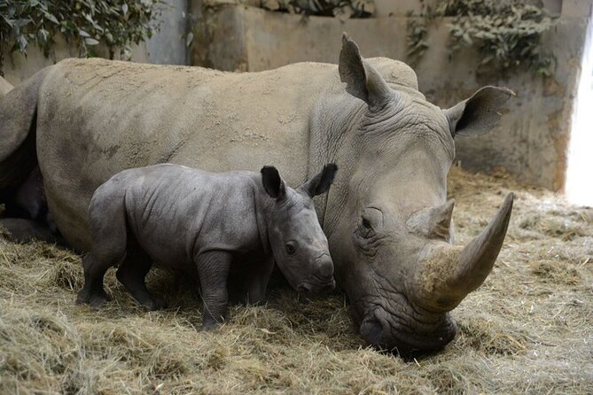 Ol Pejeta Conservancy Day Tour from Nairobi - The first two-hour game drive in the northern area