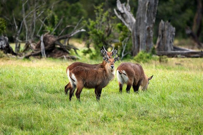 Ol Pejeta Conservancy Day Tour from Nairobi - Baraka, the blind rhino, and the northern whites
