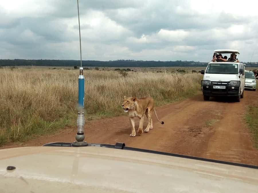 Ol Pejeta Conservancy Full Day Tour From Nairobi - Why this day trip covers so much