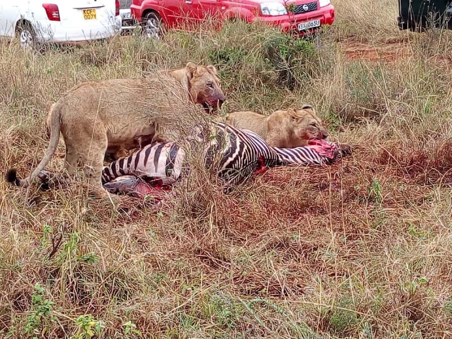 Ol Pejeta Conservancy Full Day Tour From Nairobi - The road to Nanyuki and Mount Kenya views