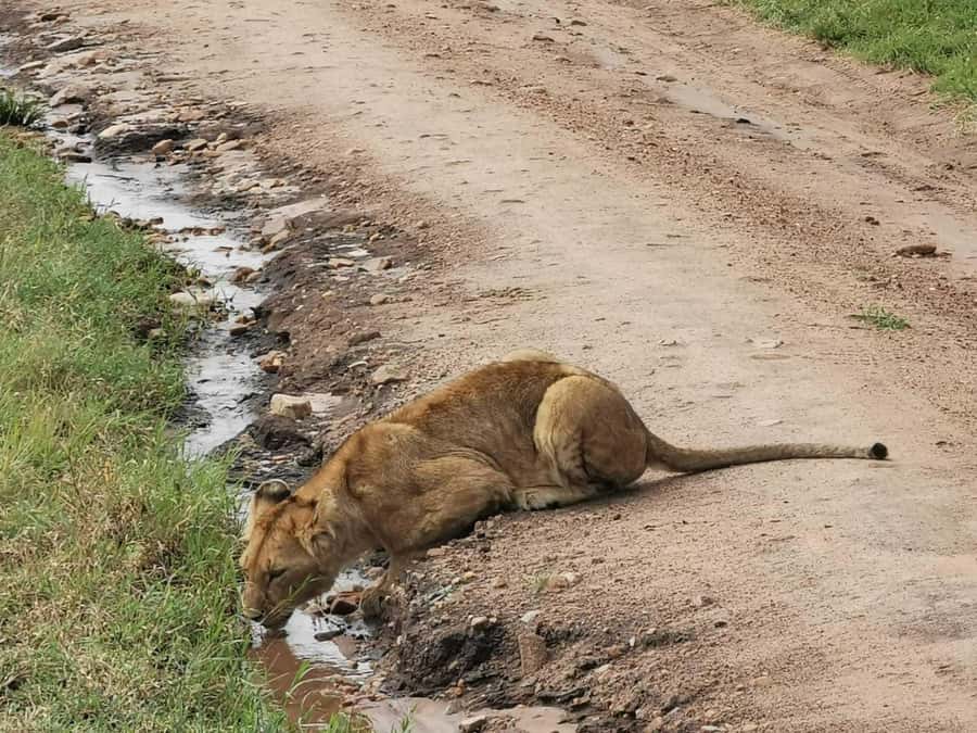 Ol Pejeta Conservancy Full Day Tour From Nairobi - Lunch at Sweetwaters Serena Camp