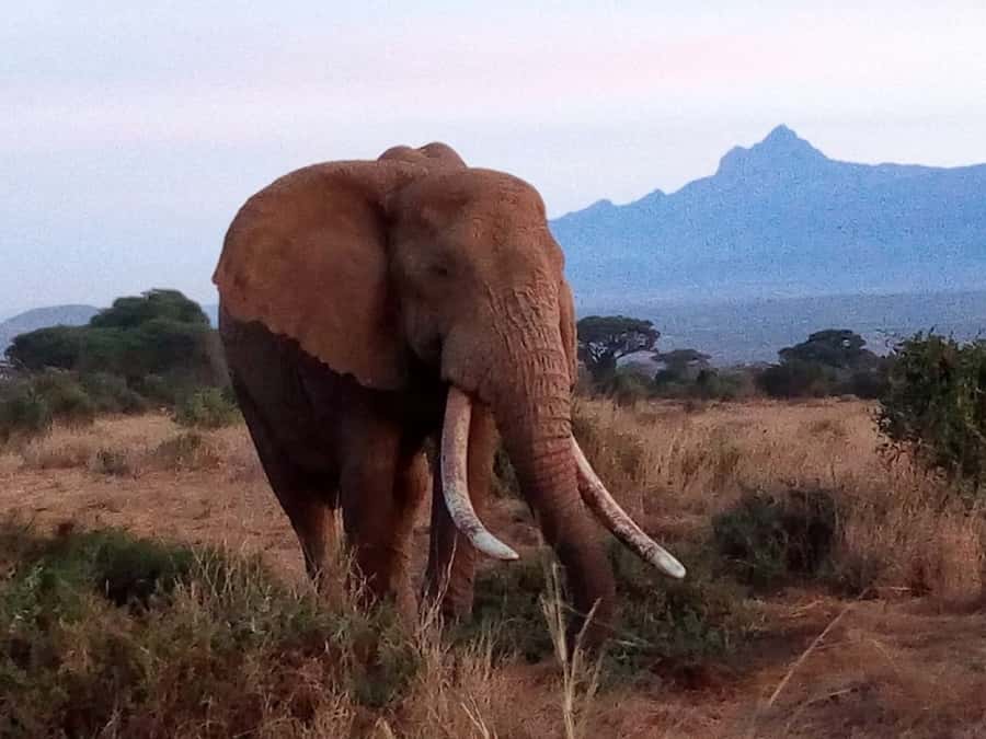 Ol Pejeta Conservancy Full Day Tour From Nairobi - A 5:00 am start from Nairobi