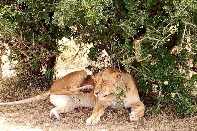 Olpejeta conservancy Day tour - The first two-hour game drive in northern Ol Pejeta